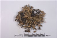 藏品(條袋梅衣)的圖片